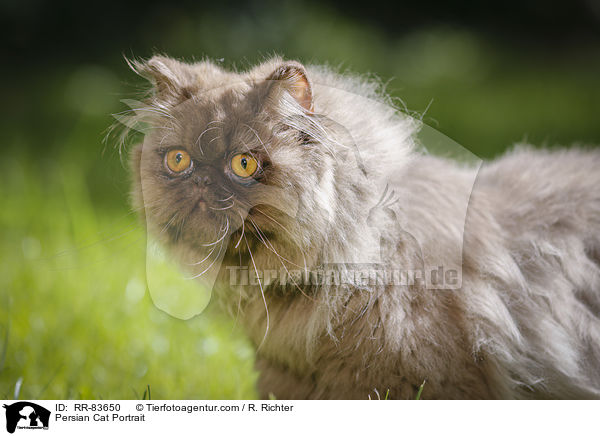 Persian Cat Portrait / RR-83650