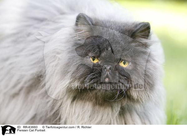 Persian Cat Portrait / RR-83660