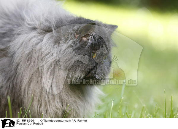 Persian Cat Portrait / RR-83661