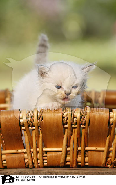 Perser Ktzchen / Persian Kitten / RR-84245