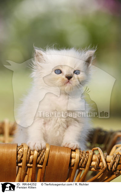 Persian Kitten / RR-84252