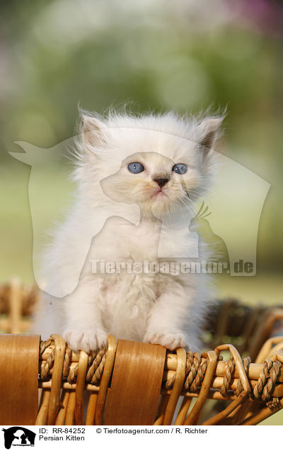 Perser Ktzchen / Persian Kitten / RR-84252