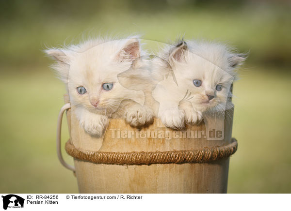 Persian Kitten / RR-84256