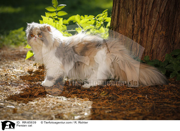 Persian cat / RR-85639