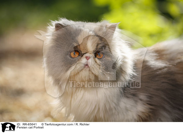 Persian cat Portrait / RR-85641