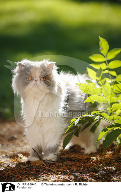 Persian cat / RR-85645