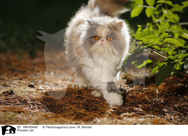 Persian cat / RR-85646
