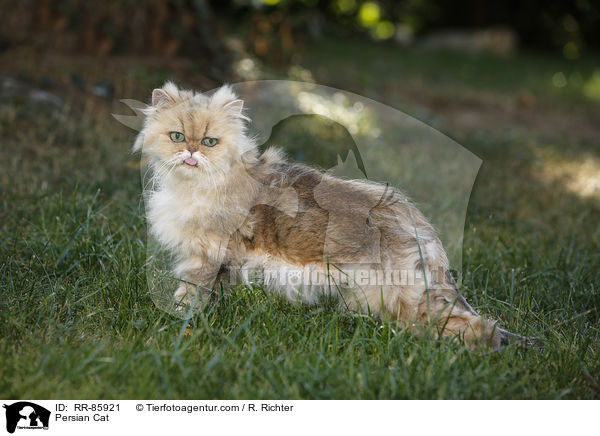 Persian Cat / RR-85921