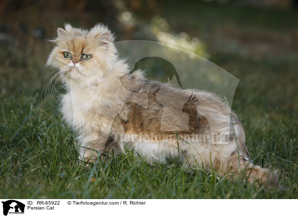 Persian Cat / RR-85922