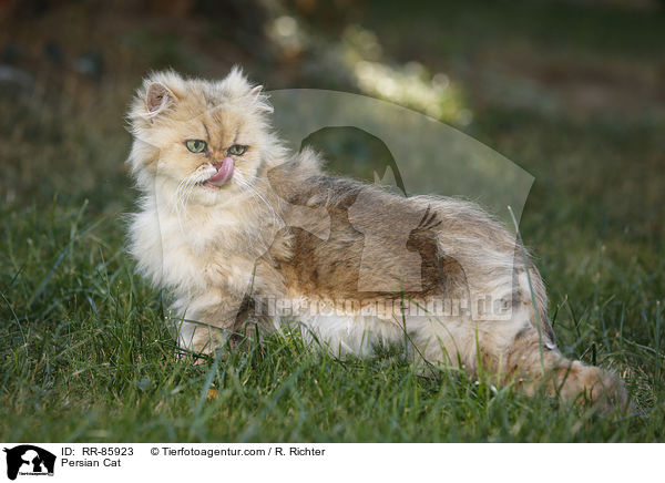 Persian Cat / RR-85923