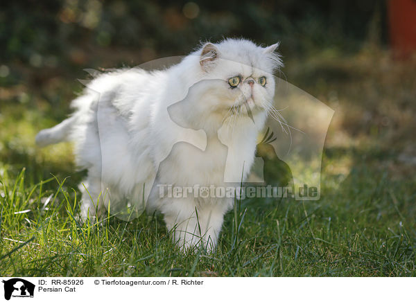 Persian Cat / RR-85926