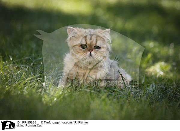sitting Persian Cat / RR-85929