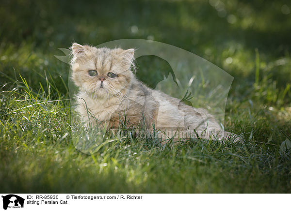 sitting Persian Cat / RR-85930