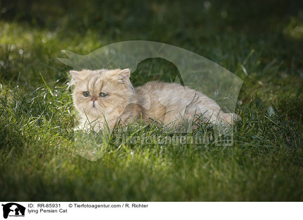 liegende Perser / lying Persian Cat / RR-85931