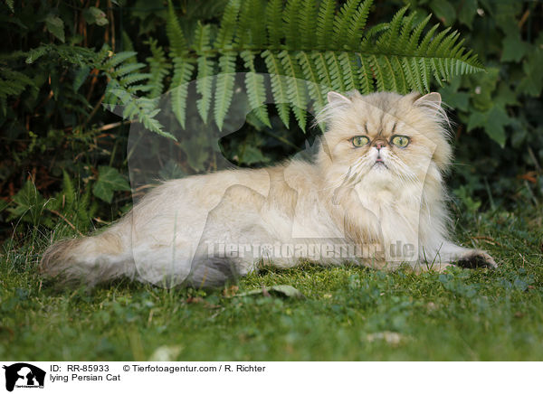 lying Persian Cat / RR-85933