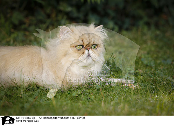 lying Persian Cat / RR-85935