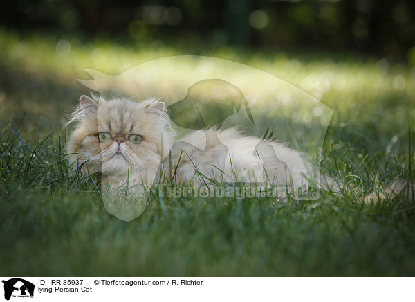 liegende Perser / lying Persian Cat / RR-85937