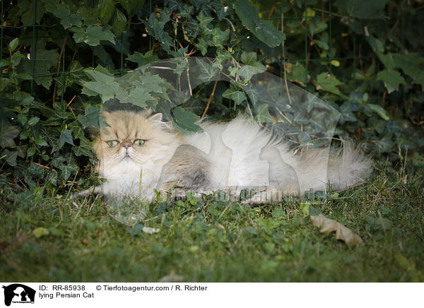 lying Persian Cat / RR-85938
