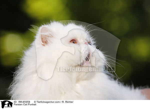 Persian Cat Portrait / RR-85958