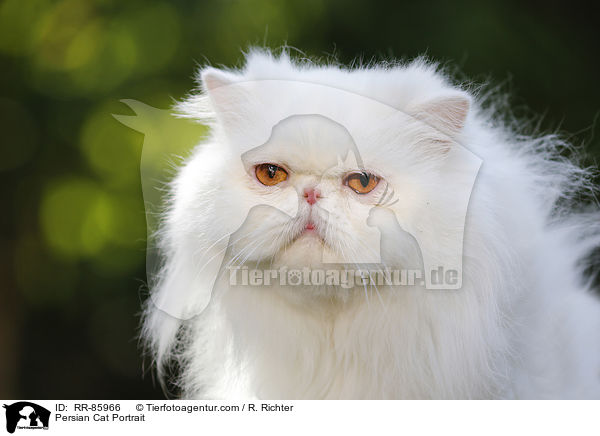 Persian Cat Portrait / RR-85966