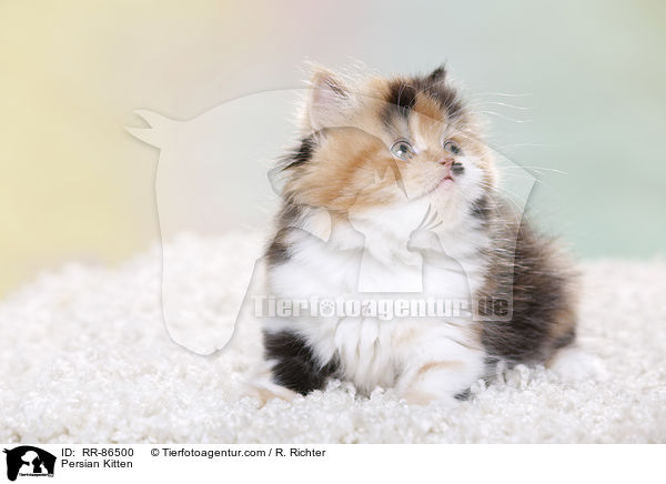 Persian Kitten / RR-86500