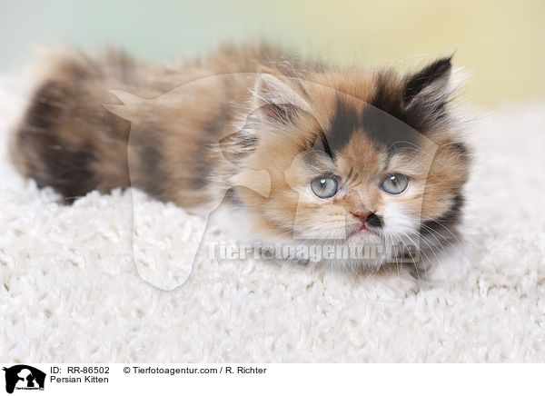 Persian Kitten / RR-86502