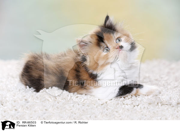 Perser Kzchen / Persian Kitten / RR-86503
