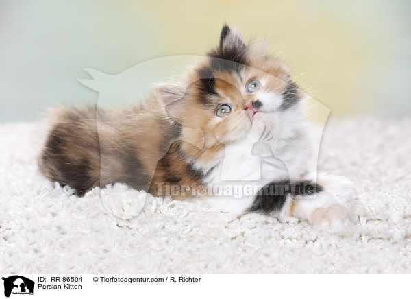Persian Kitten / RR-86504