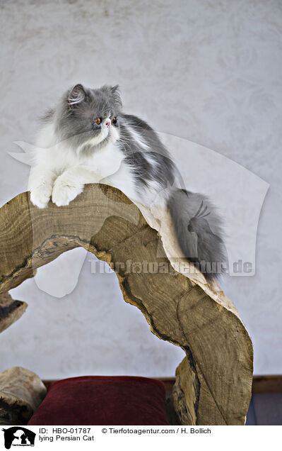 liegende Perser / lying Persian Cat / HBO-01787