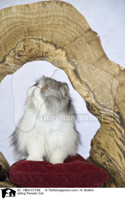 sitting Persian Cat / HBO-01788