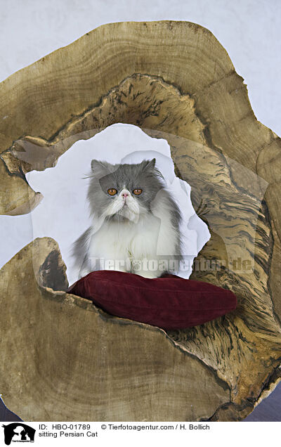 sitting Persian Cat / HBO-01789