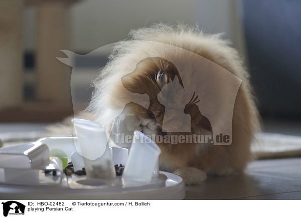 spielende Perser / playing Persian Cat / HBO-02482