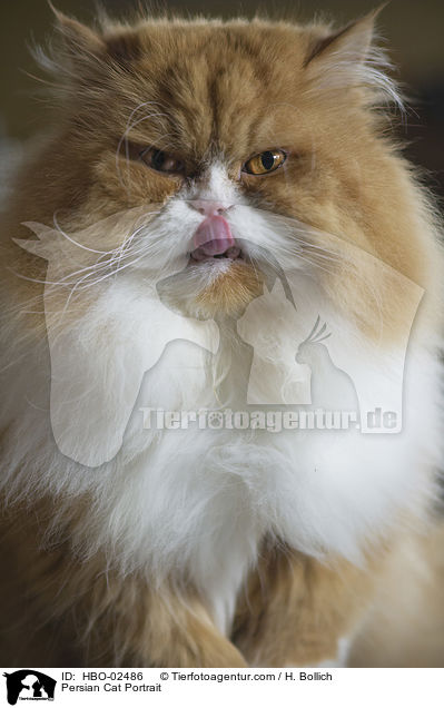 Persian Cat Portrait / HBO-02486