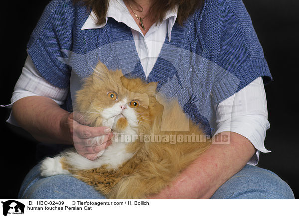 Mensch streichelt Perser / human touches Persian Cat / HBO-02489
