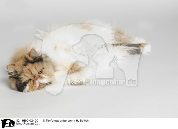 lying Persian Cat / HBO-02490