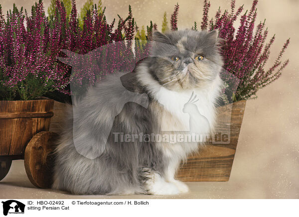 sitting Persian Cat / HBO-02492