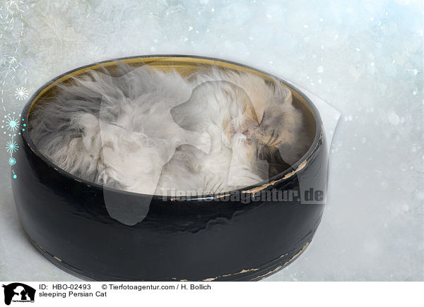 schlafende Perser / sleeping Persian Cat / HBO-02493