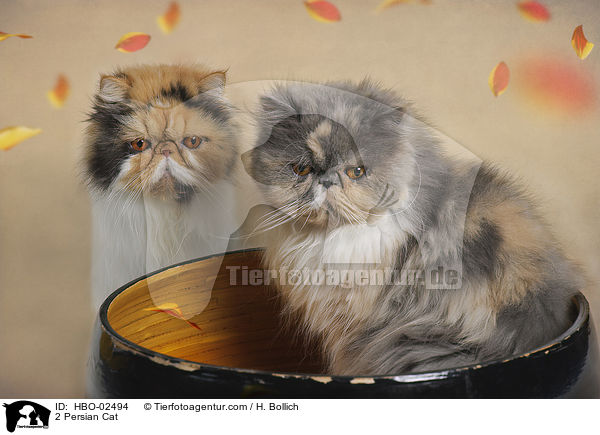 2 Perser / 2 Persian Cat / HBO-02494