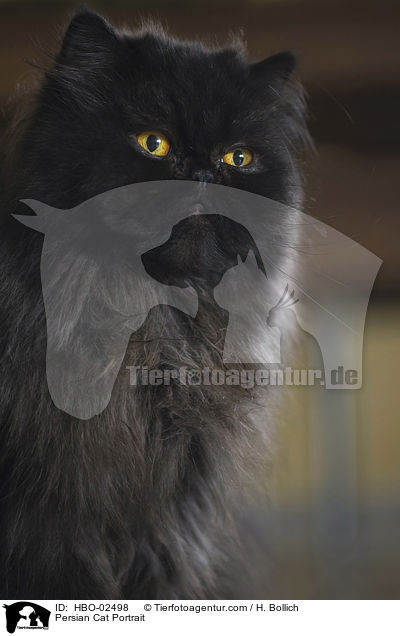 Persian Cat Portrait / HBO-02498