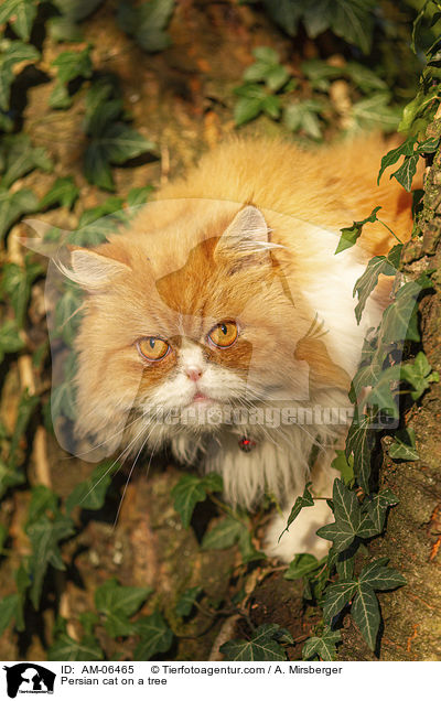 Perser auf dem Baum / Persian cat on a tree / AM-06465