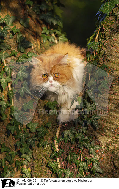 Persian cat on a tree / AM-06466