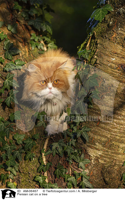 Persian cat on a tree / AM-06467