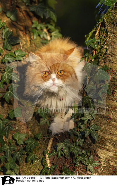 Persian cat on a tree / AM-06468