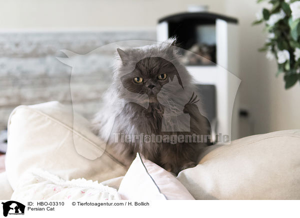 Perser / Persian Cat / HBO-03310