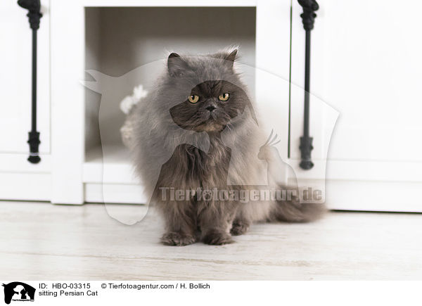 sitzender Perser / sitting Persian Cat / HBO-03315