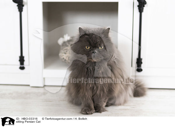 sitzender Perser / sitting Persian Cat / HBO-03316
