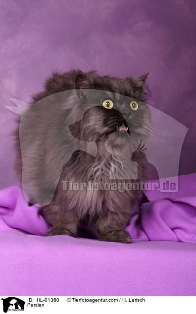 Perser / Persian / HL-01360