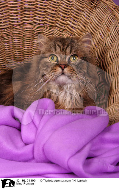 liegende Perser / lying Persian / HL-01390