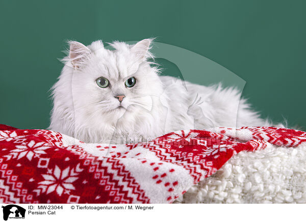 Perser / Persian Cat / MW-23044