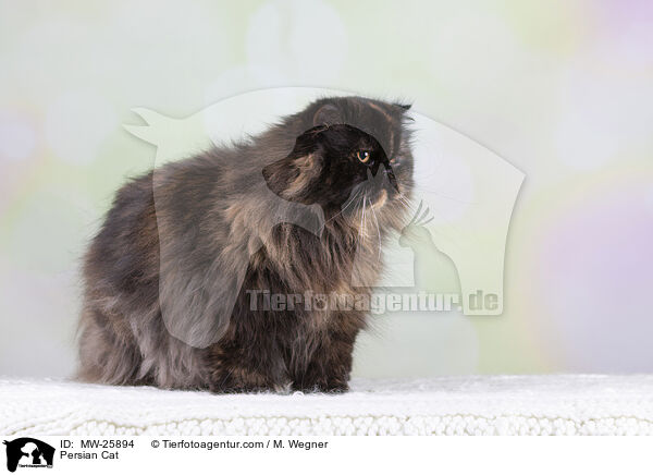 Perserkatze / Persian Cat / MW-25894